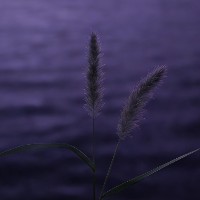 alw